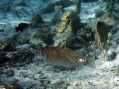 Siganus spinus