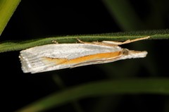 Crambus girardellus