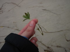 Halophila engelmannii