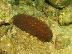 Isostichopus fuscus