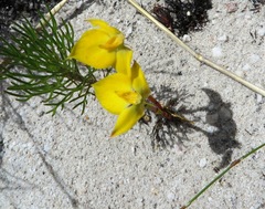 Disa tenuifolia