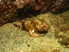 Scorpaena mystes