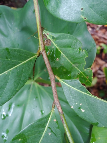Nectandra turbacensis, photograph 2