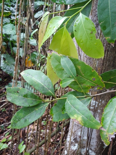 Nectandra turbacensis, photograph 3
