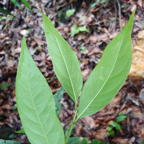 Nectandra turbacensis, photograph 4