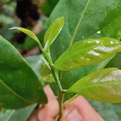 Nectandra turbacensis, photograph (c) Kurt Miller, some rights reserved (CC BY-SA)