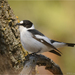 Collared Flycatcher - Photo (c) ruzovdmitry, some rights reserved (CC BY-NC), uploaded by ruzovdmitry