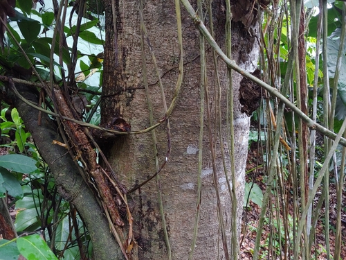 Nectandra turbacensis, photograph 6