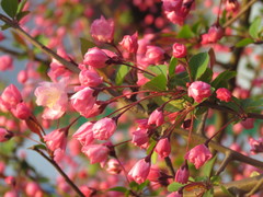Malus halliana