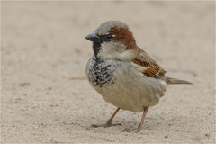 Passer domesticus