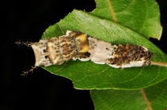 Limenitis