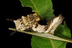 Limenitis