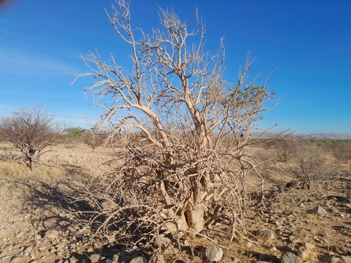 Image of Sesamothamnus guerichii by no rights reserved