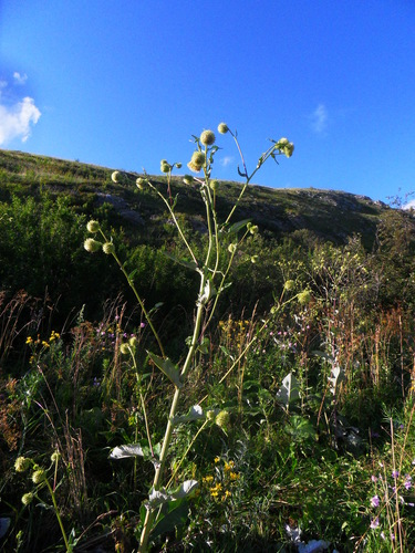 Genus Alfredia · iNaturalist