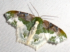 Eucyclodes semialba