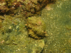 Phyllonotus regius