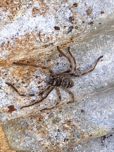 Western Australian Banded Huntsman