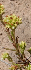 Crassula subulata subulata