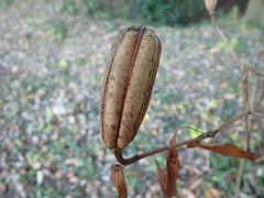 Lilium auratum