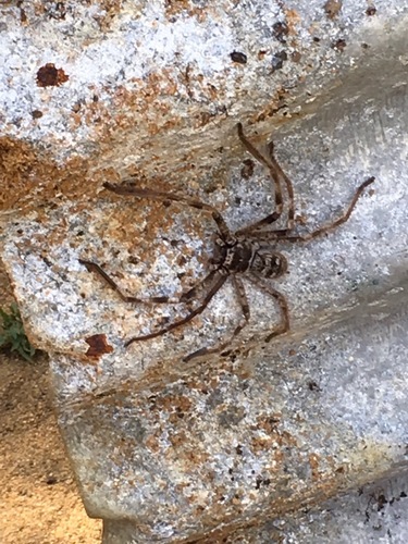 Western Australian Banded Huntsman