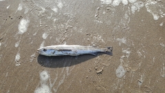 Merluccius productus