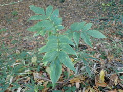 Sambucus sieboldiana