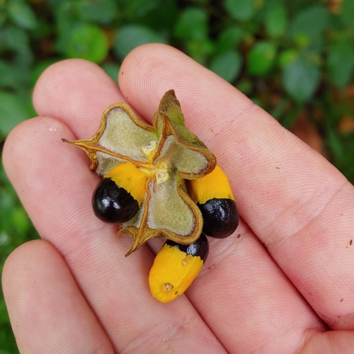 Cupania triquetra