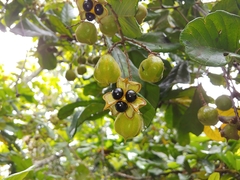Cupania triquetra, photograph (c) Kurt Miller, some rights reserved (CC BY-SA)