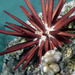 Red Pencil Urchin - Photo (c) Donna Pomeroy, some rights reserved (CC BY-NC), uploaded by Donna Pomeroy