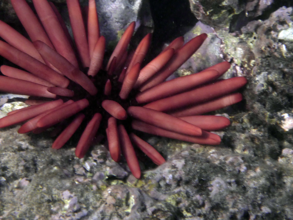 Photo of Slate Pencil Urchin (Heterocentrotus mammillatus)