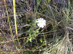 Vittadinia australis
