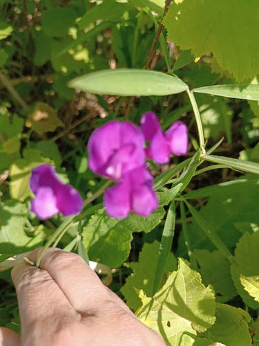 Lathyrus quinquenervius iNat (3)