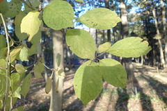 Ilex macropoda