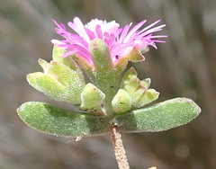 Drosanthemum intermedium
