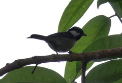 Parus minor commixtus