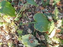 Hosta sieboldiana