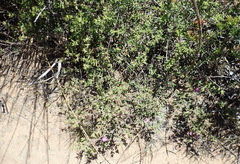 Drosanthemum intermedium