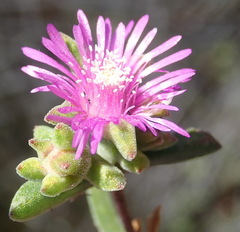 Drosanthemum intermedium