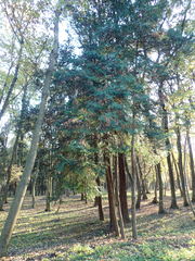 Chamaecyparis obtusa