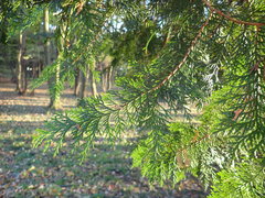 Chamaecyparis obtusa
