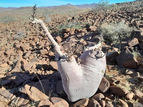 Image of Pachypodium lealii by no rights reserved