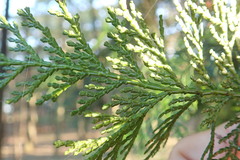 Chamaecyparis obtusa