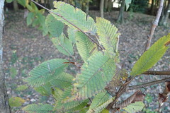 Carpinus japonica