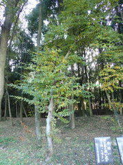 Carpinus japonica