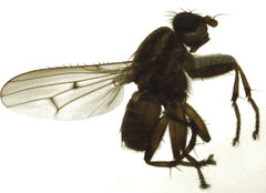 Helosciomyzidae