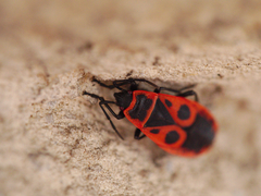 Pyrrhocoris apterus