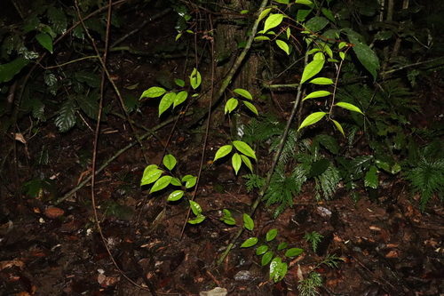 Image of Elaeagnus triflora by (c) Thomas Mesaglio, some rights reserved (CC BY)
