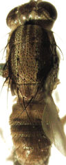 Helosciomyzidae