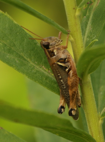 Quanah Grasshopper