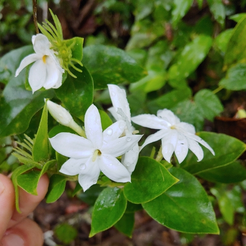 Jasminum multiflorum